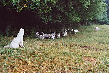 Zwitserse Witte Herder pups