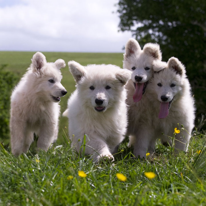 premium puppies Witte Zwitserse Herder