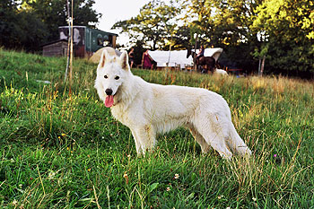 Zwitserse Witte Herdershond puppies