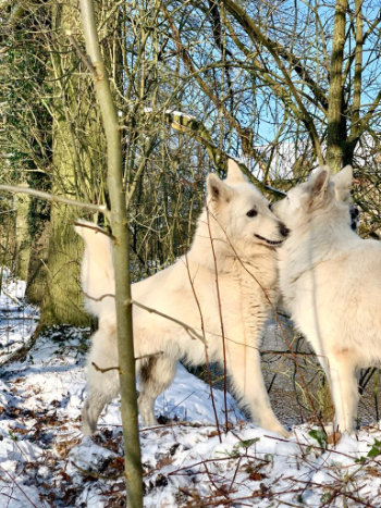 chien Blanc Suisse