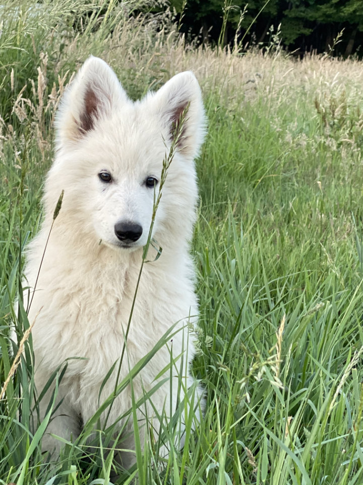 puppies witte Zwitserse herder