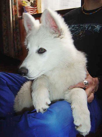 Witte Zwitserse Herdershond puppy