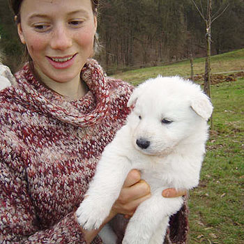 Witte Zwitserse Herdershond puppy