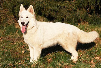 Berger Blanc Suisse