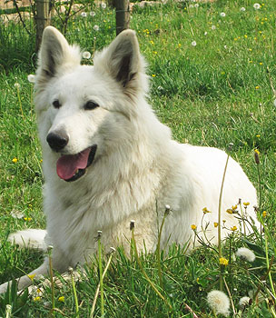 The White Wolves • White Swiss Shepherd breed • Puppies for sale