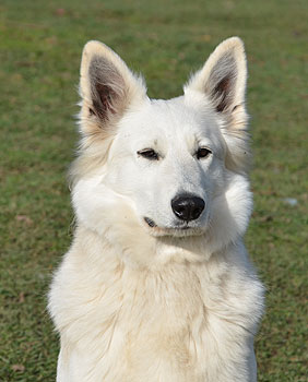 Berger Blanc Suisse