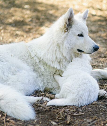 Champion Blanc Suisse