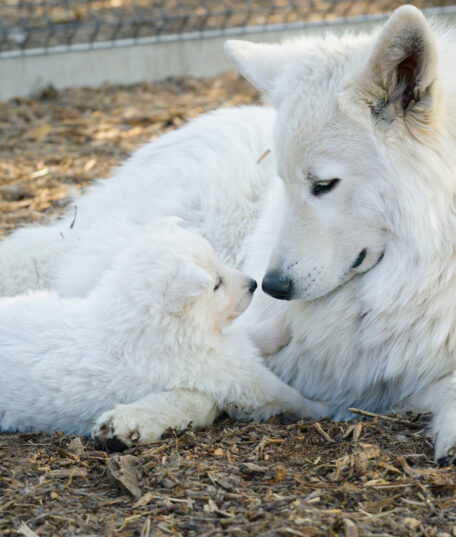 Champion Blanc Suisse