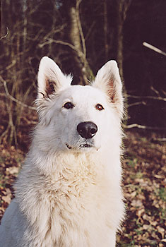 femelle berger blanc suisse