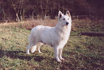 Zwitserse Witte Herdershond puppies