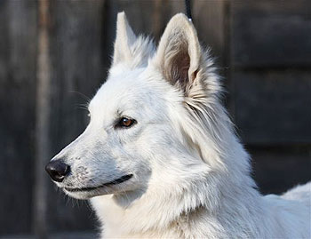 Berger Blanc Suisse