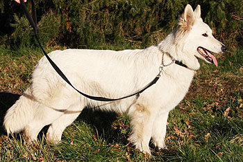 Berger Blanc Suisse