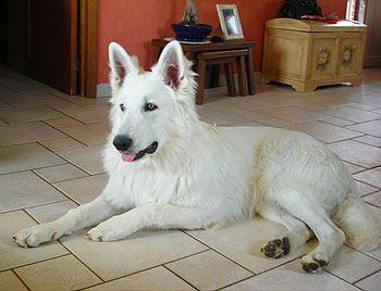 Witte Zwitserse Herdershond puppy