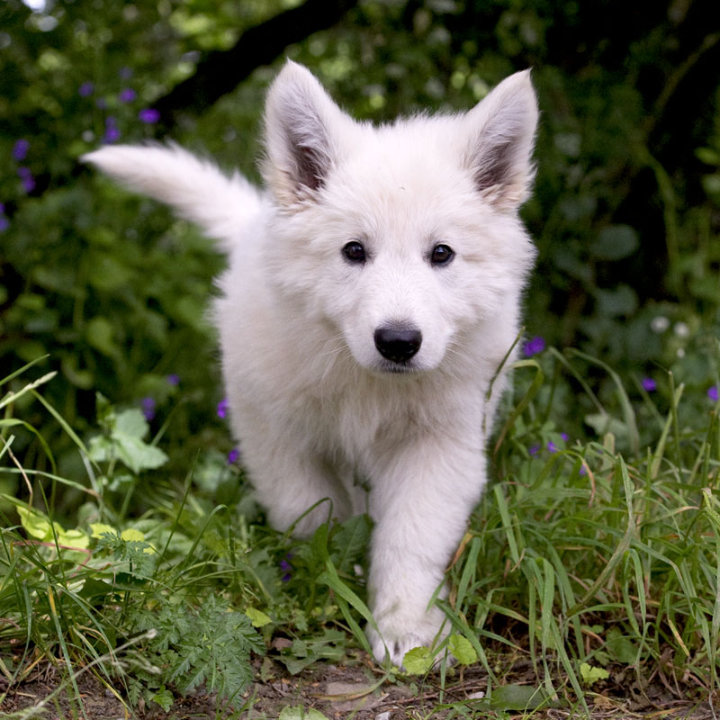 premium puppie Witte Zwitserse Herder