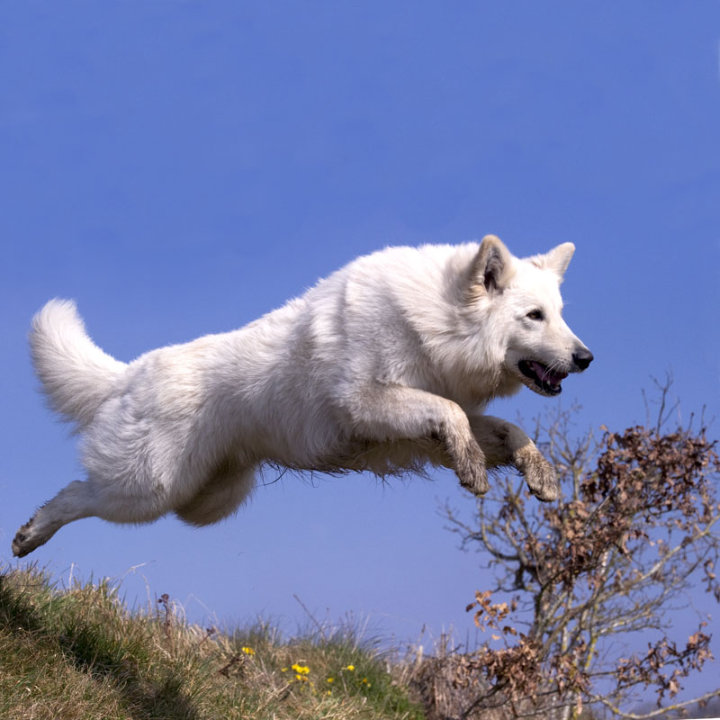 elevage Bergers Blanc Suisse